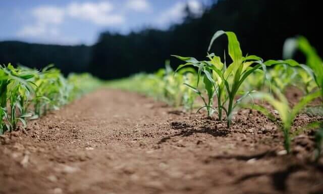 Zadbaj o swoje uprawy kukurydzy stosując odpowiednią ochronę